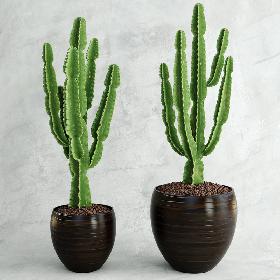 Euphorbia ingens
